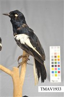 藏品(鵲鴝)的圖片